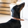  collar personalizado perro marrón